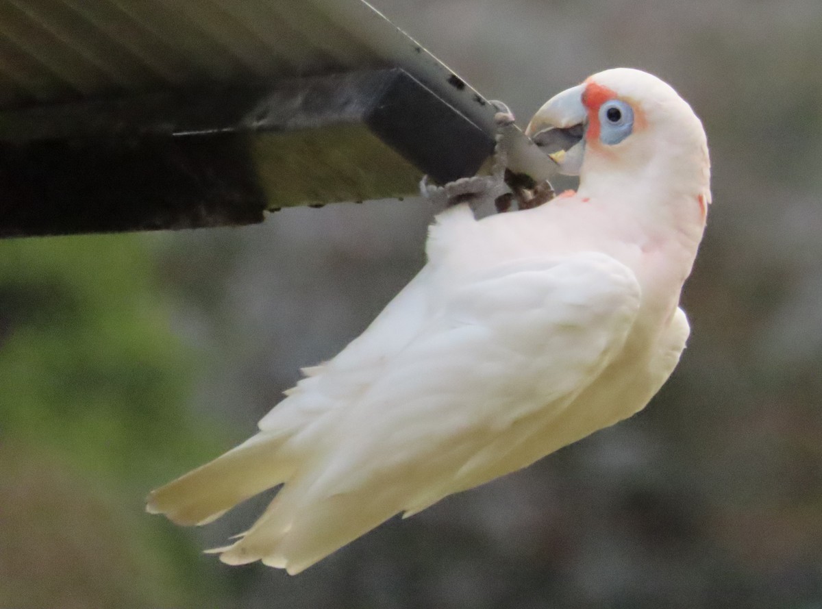 Long-billed Corella - ML611820056