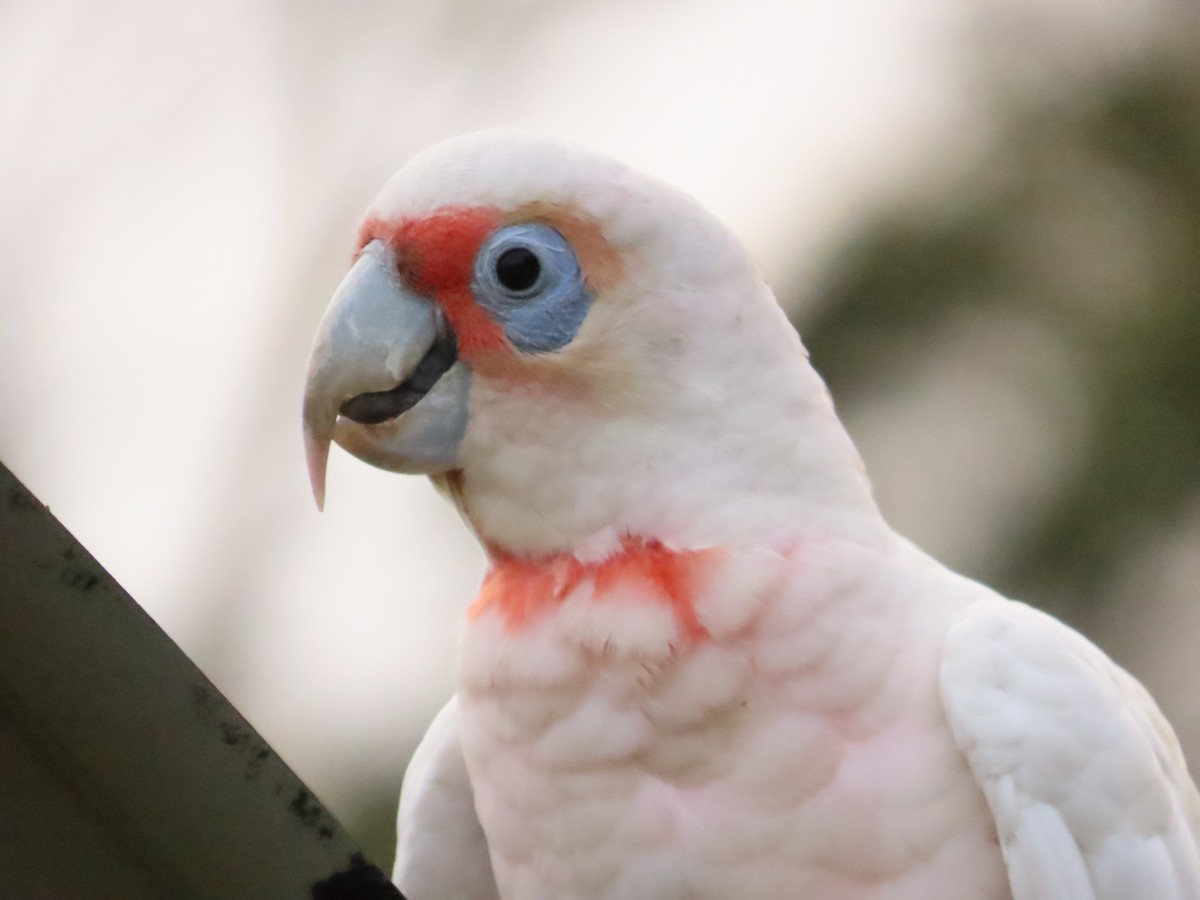 Long-billed Corella - ML611820057