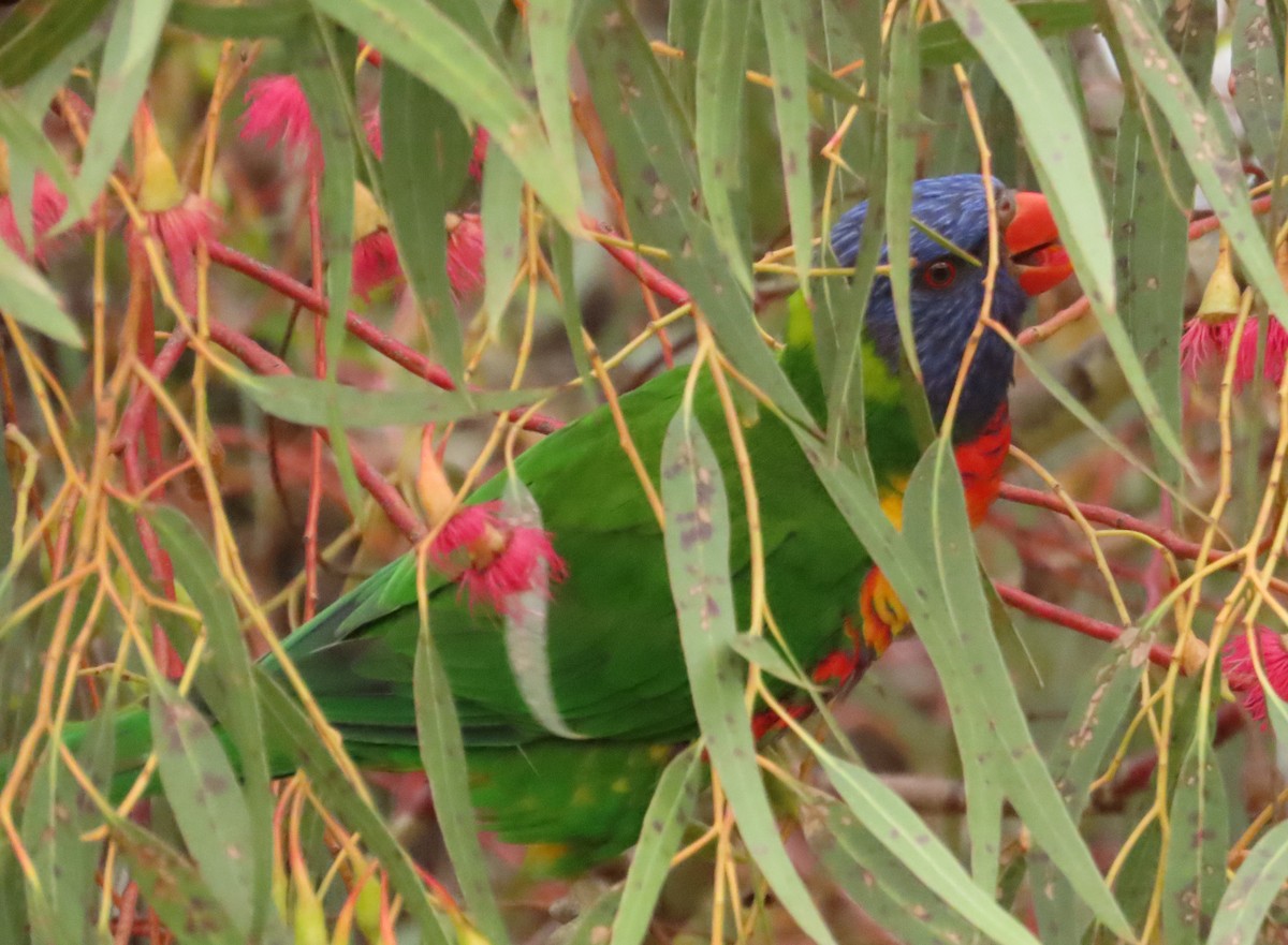 Rainbow Lorikeet - Anonymous