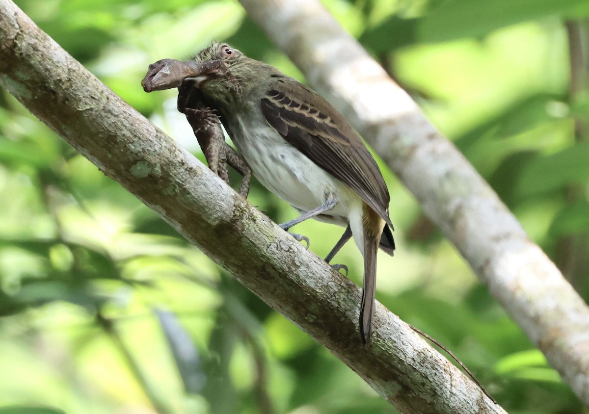 Атіла золотогузий (підвид spadiceus/uropygiatus) - ML611820139