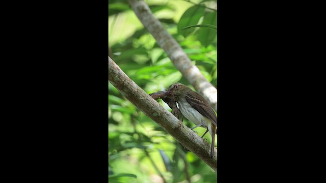 カギハシタイランチョウ（spadiceus／uropygiatus） - ML611820140