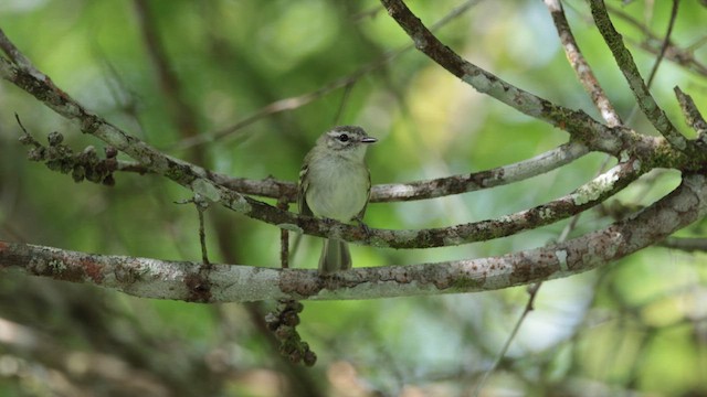 Alagoas Tyrannulet - ML611820147