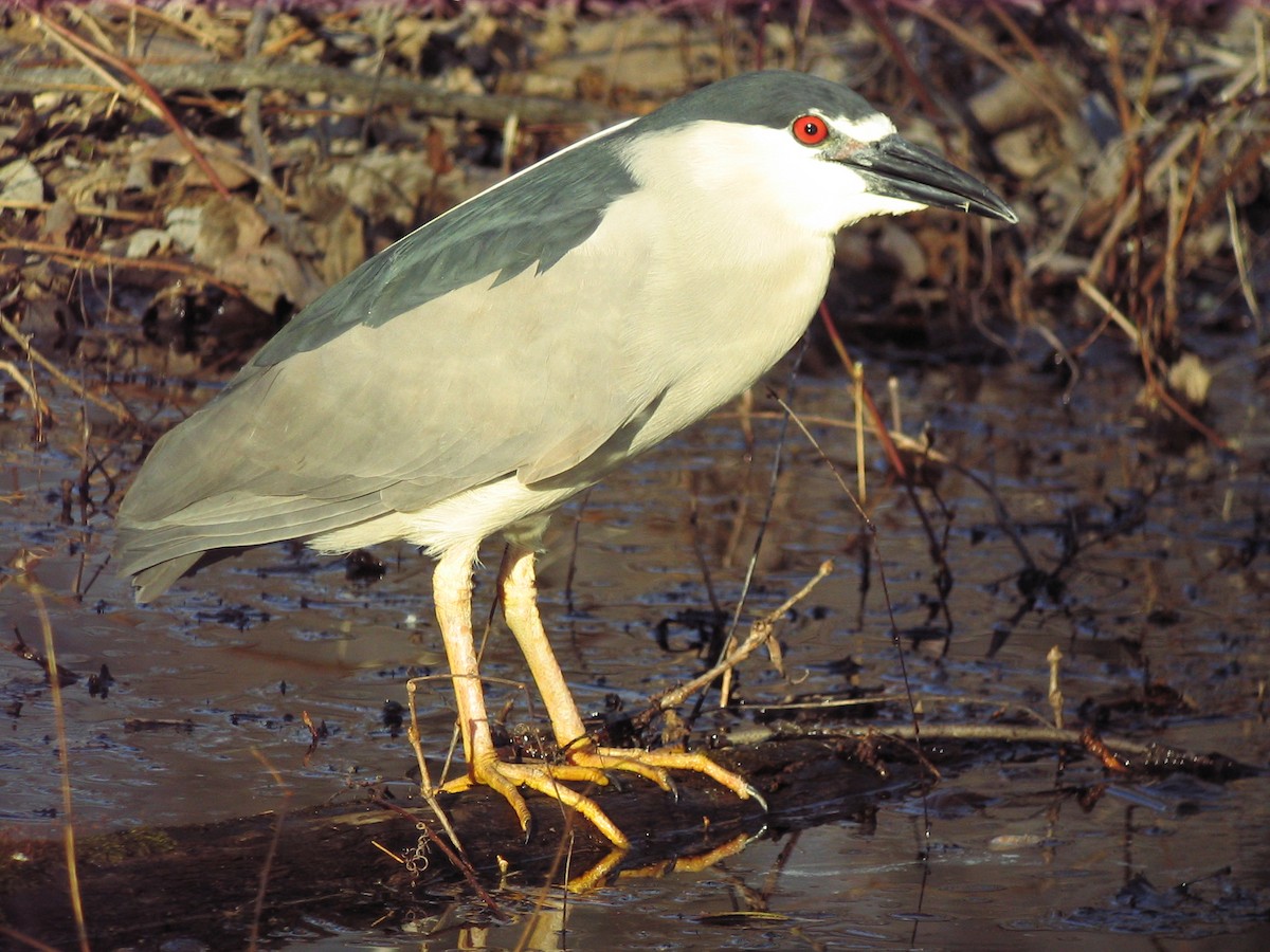 Black-crowned Night Heron - ML611820151