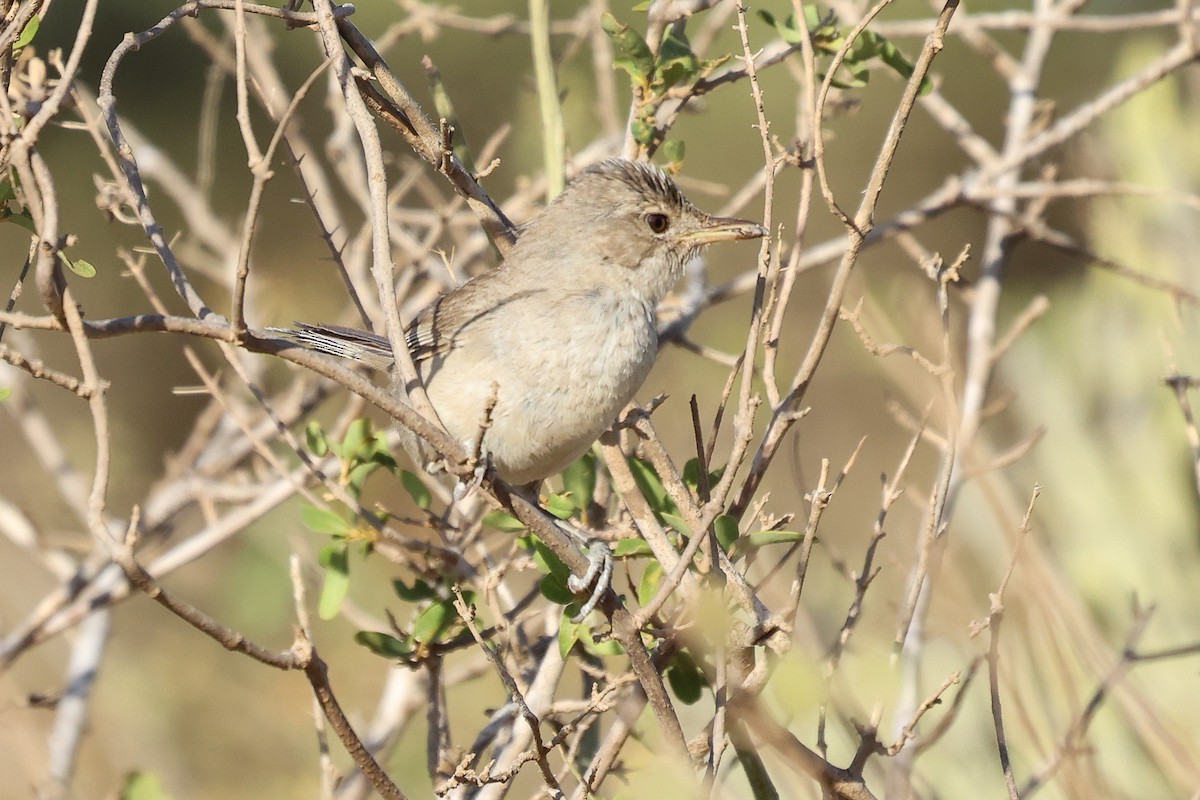 Subdesert Brush-Warbler - Daniel Engelbrecht - Birding Ecotours