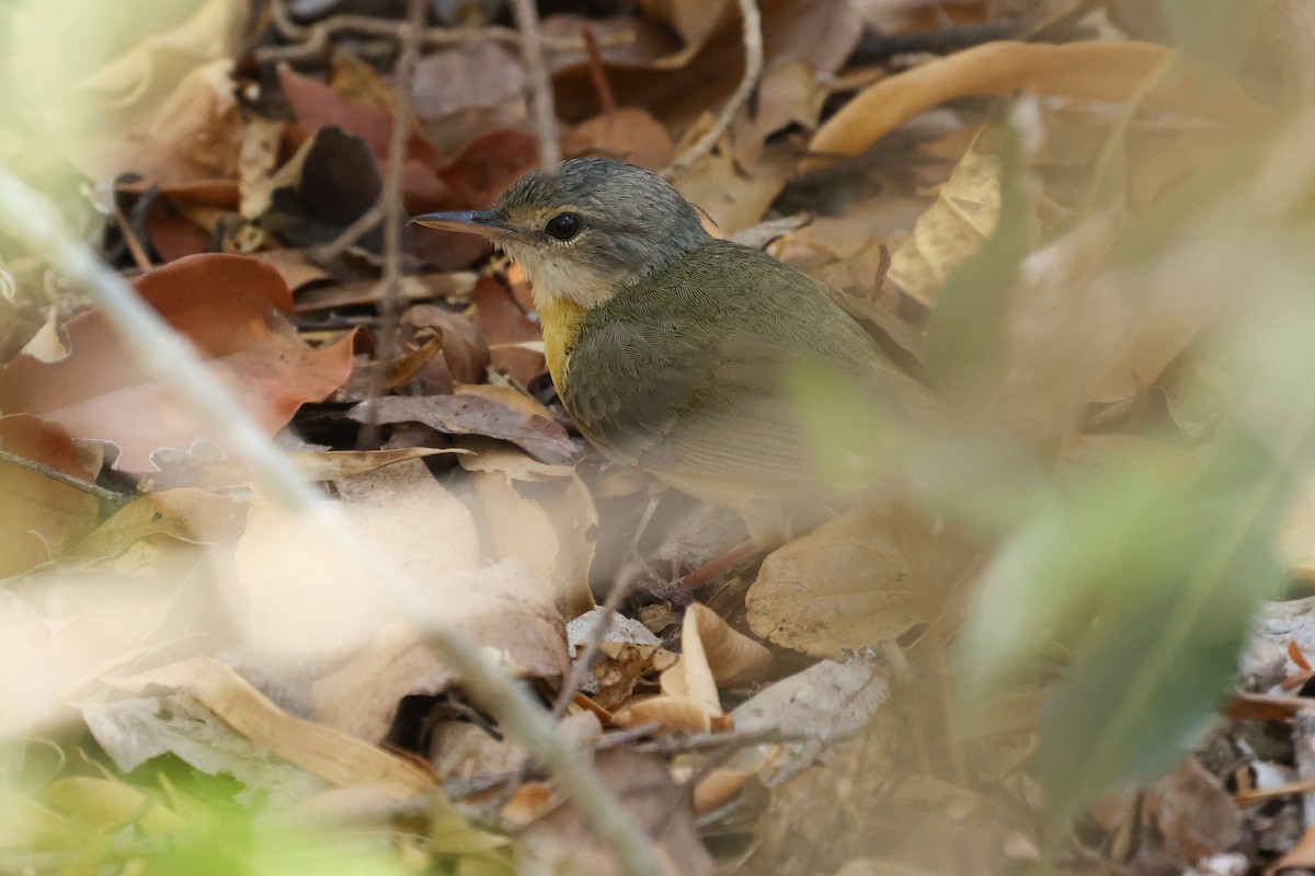 Appert's Tetraka - Daniel Engelbrecht - Birding Ecotours