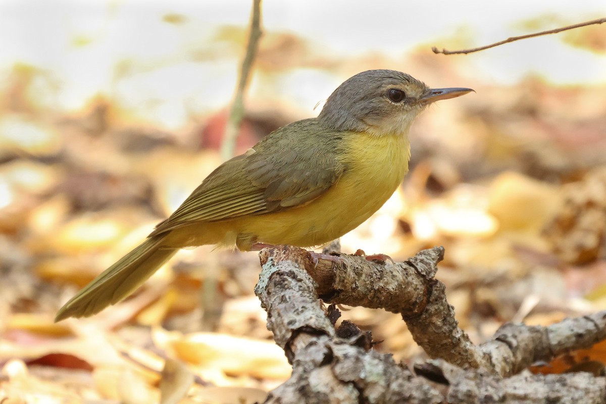 Bulbul de Appert - ML611820184