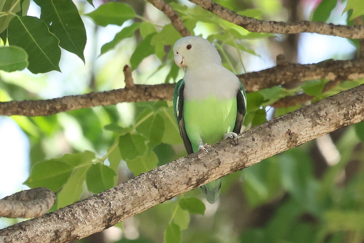Gray-headed Lovebird - Daniel Engelbrecht - Birding Ecotours