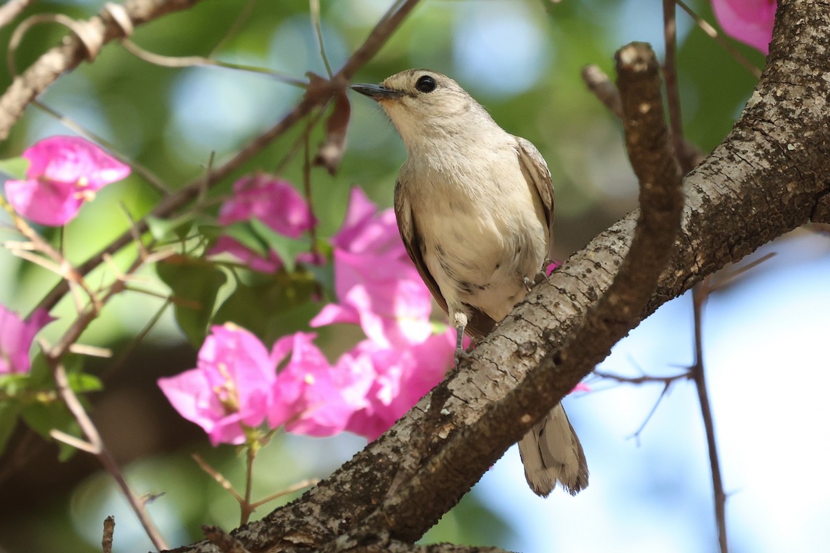 Madagascar Magpie-Robin - ML611820245