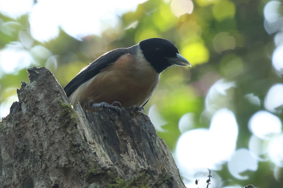 Pollen's Vanga - Daniel Engelbrecht - Birding Ecotours