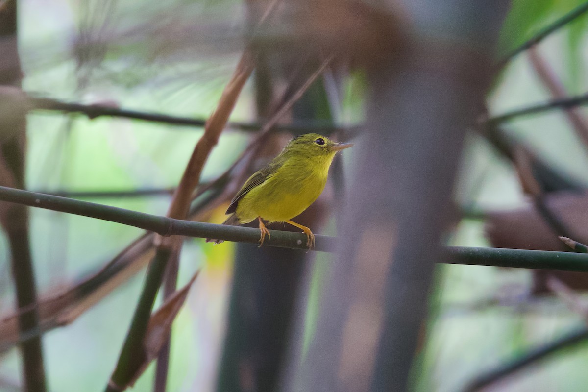 Green-crowned Warbler - ML611820366