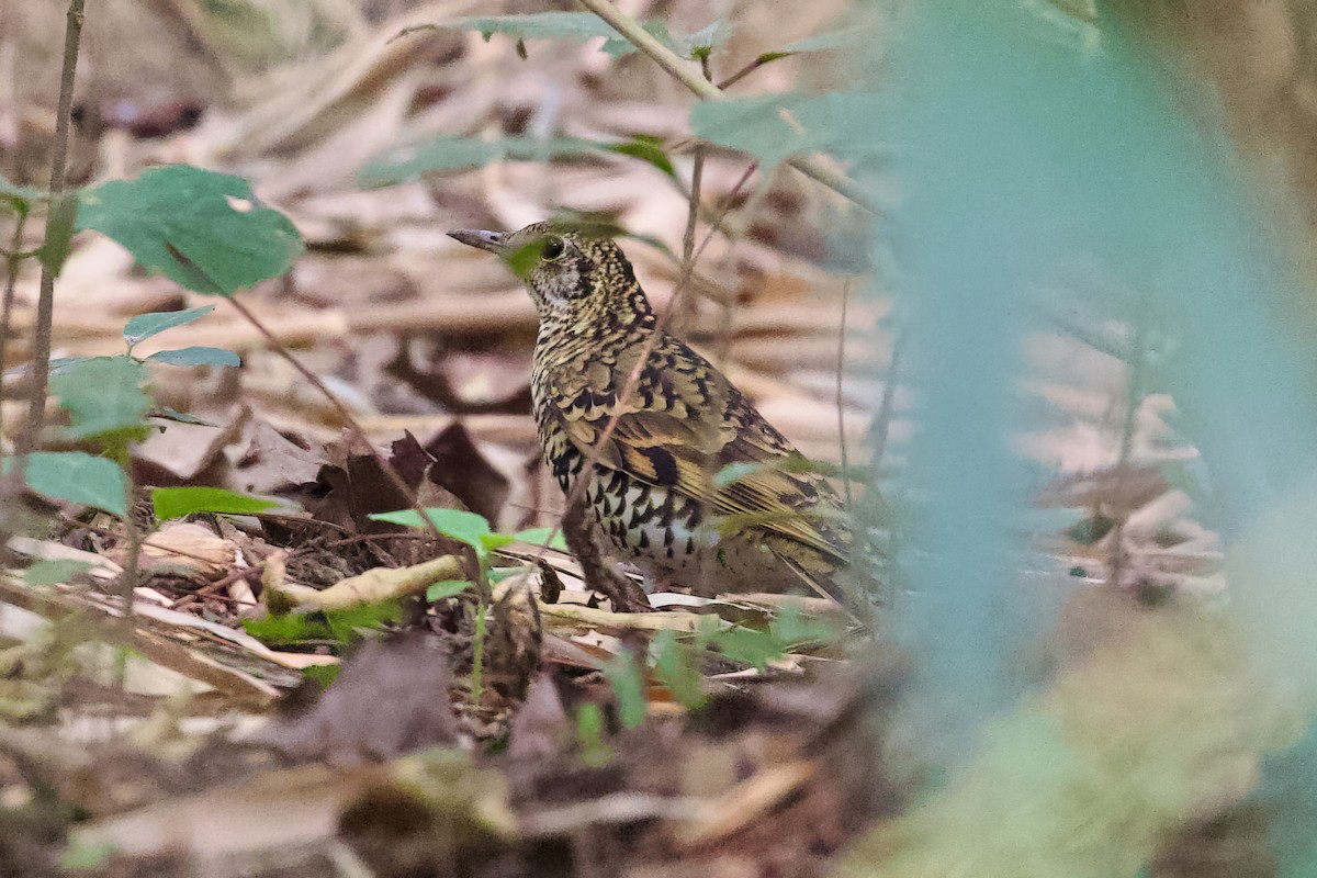 Scaly Thrush - ML611820368