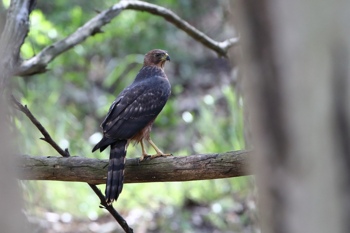 Black Goshawk - ML611820507