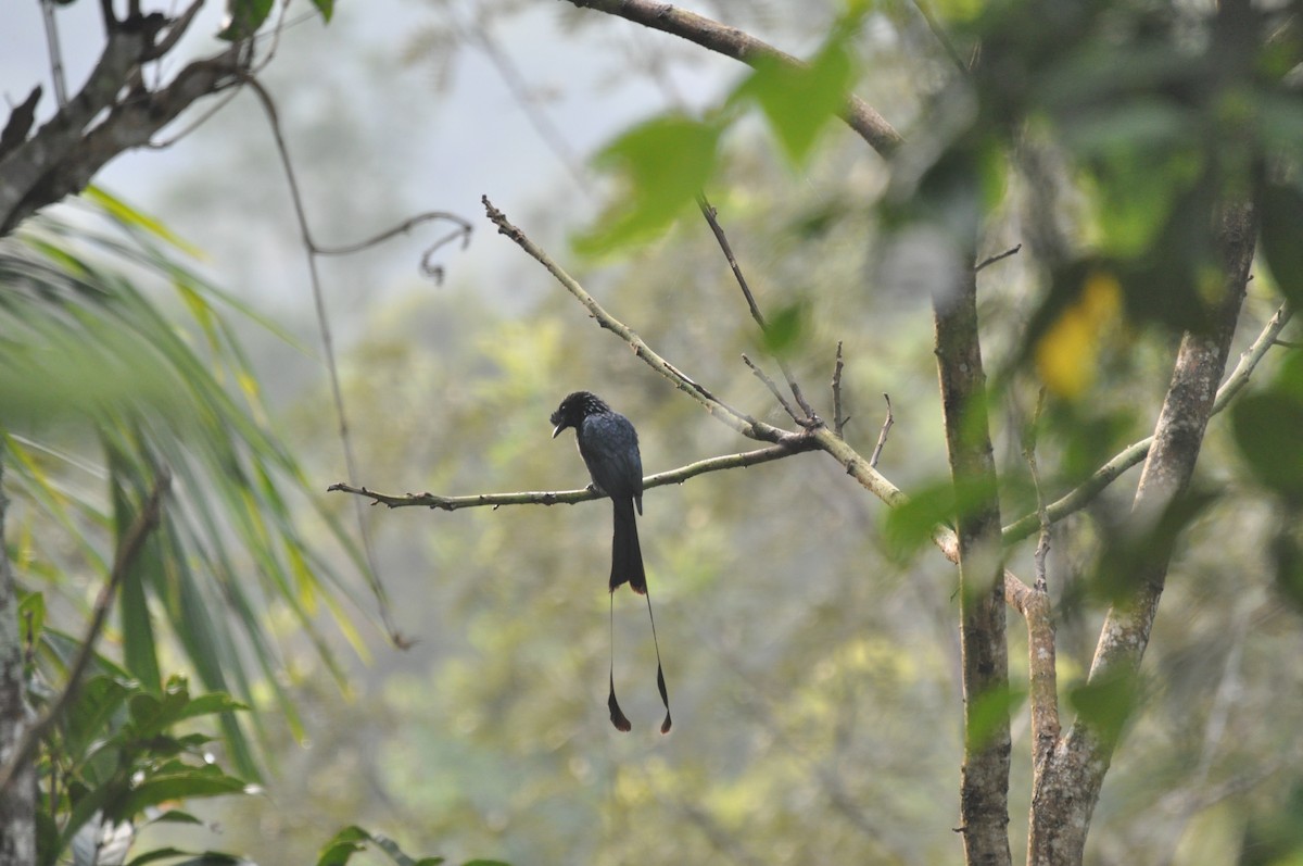 Greater Racket-tailed Drongo - ML611820544