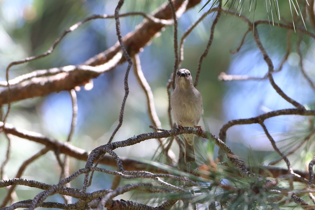 Southern Gray-headed Sparrow - Ohad Sherer