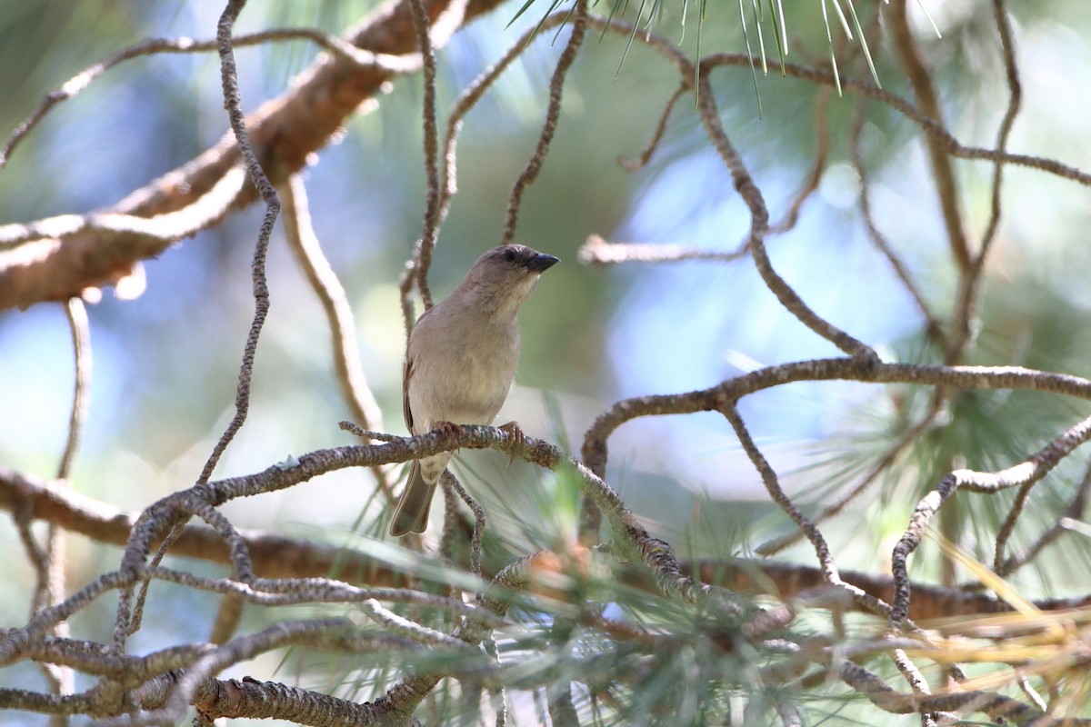 Southern Gray-headed Sparrow - ML611820554