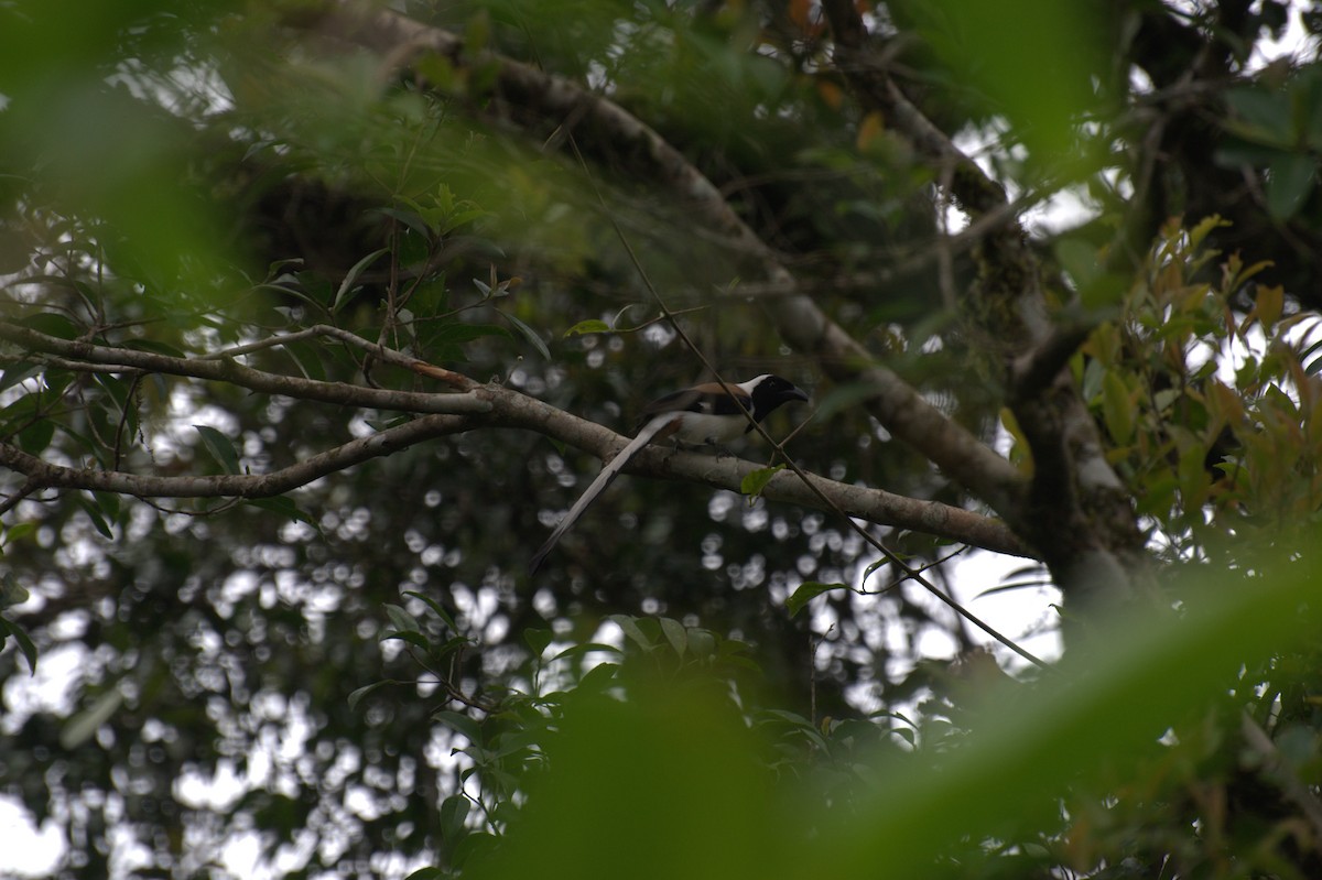 White-bellied Treepie - ML611820593