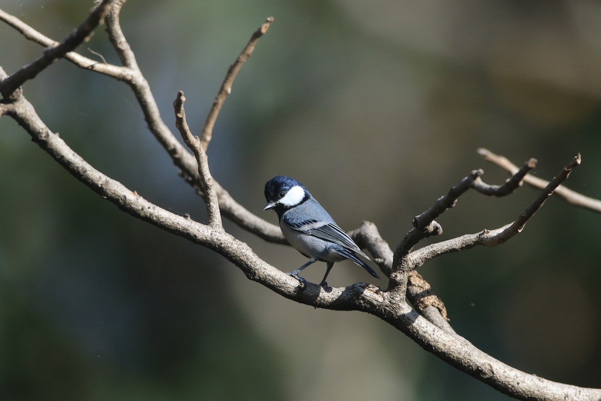 Cinereous Tit - ML611820657