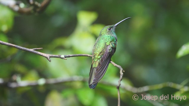 Colibrí de Buffon (grupo buffonii) - ML611820662