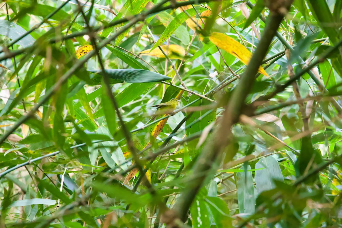 Green-crowned Warbler - ML611820670