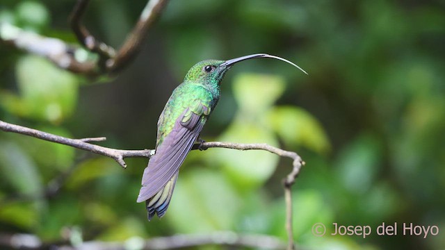 Colibrí de Buffon (grupo buffonii) - ML611820697