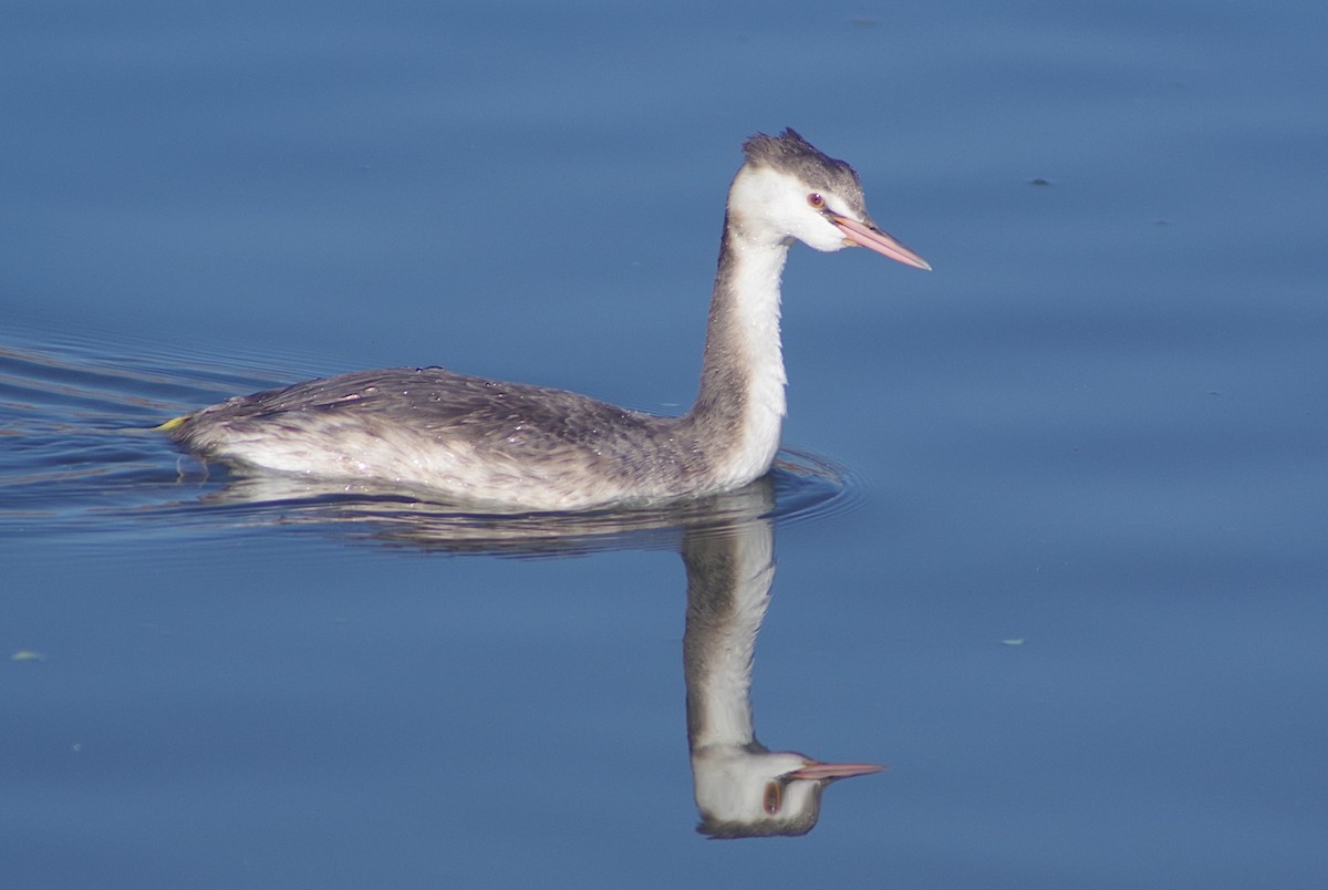 Great Crested Grebe - Eyal Shochat