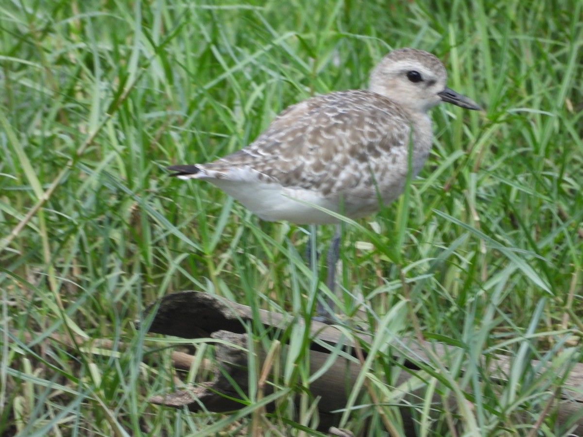 Black-bellied Plover - Matt Kelly