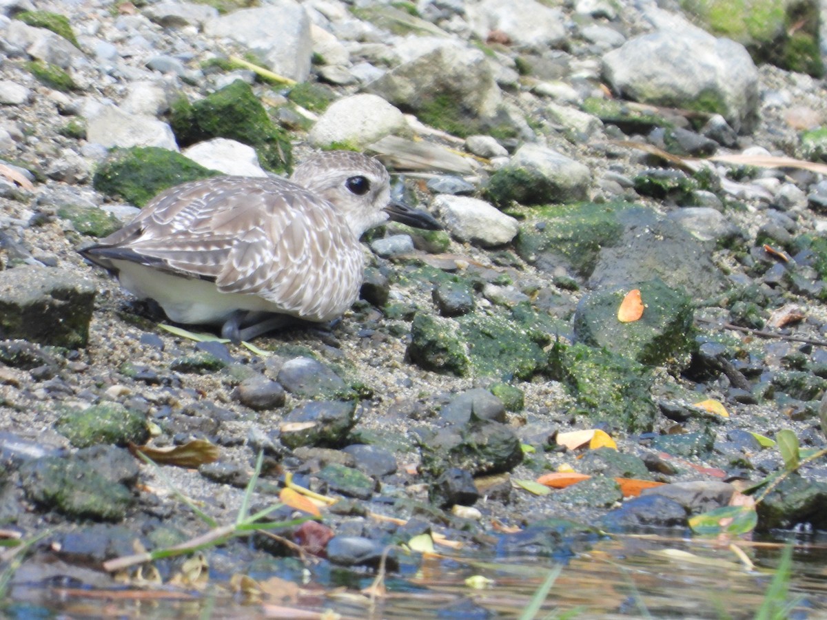 Black-bellied Plover - ML611820727