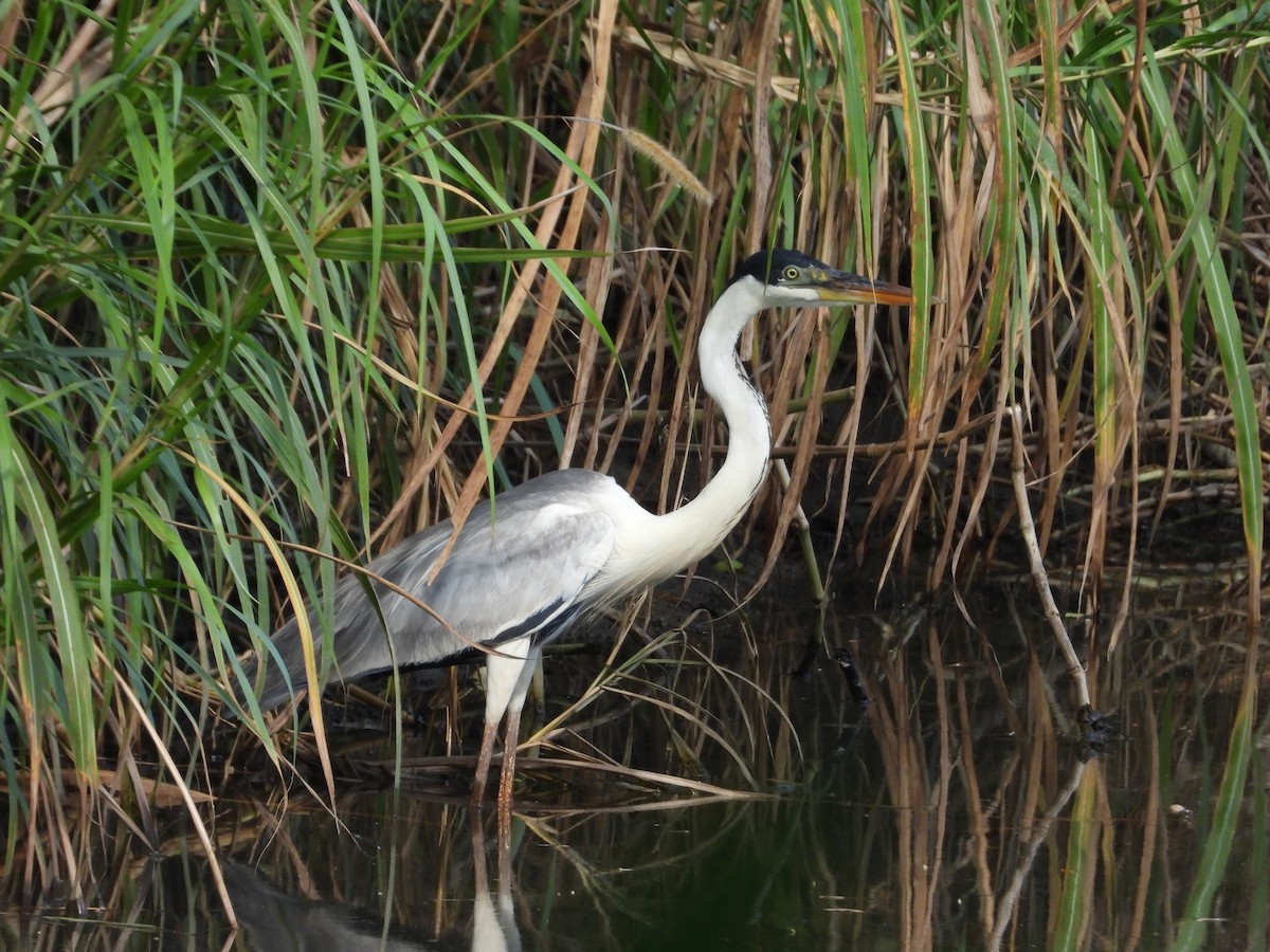 Cocoi Heron - Matt Kelly