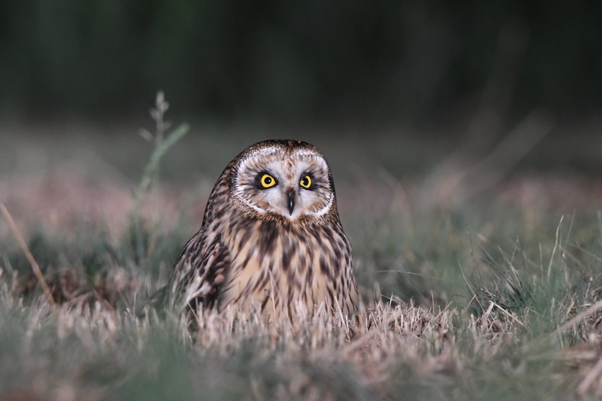 Short-eared Owl - Pascual Monferrer Aguilella