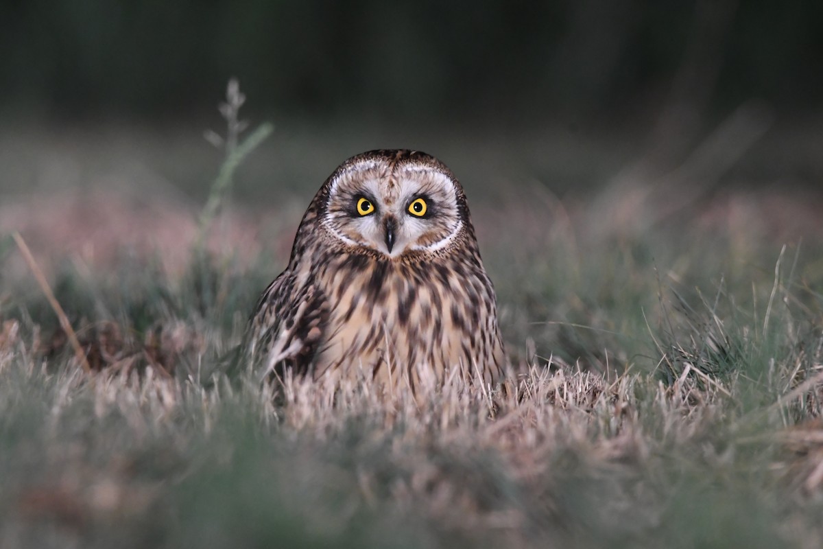 Short-eared Owl - Pascual Monferrer Aguilella
