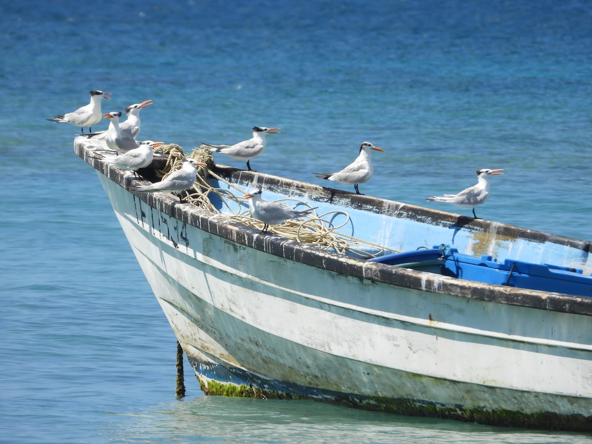 Royal Tern - ML611820821