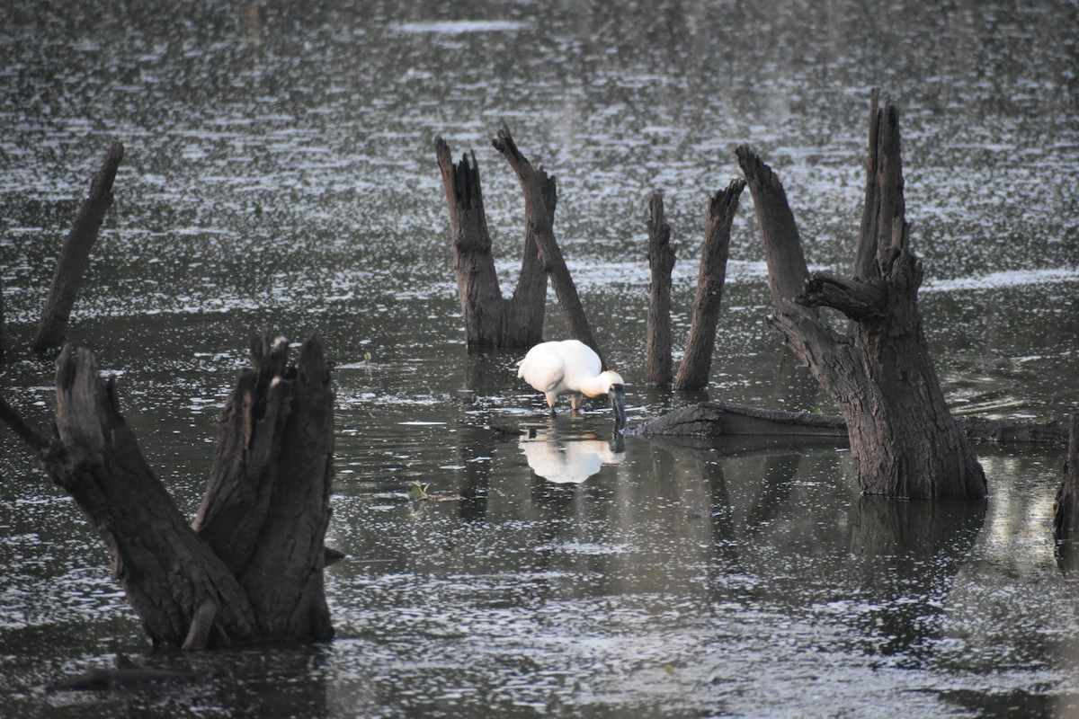 Royal Spoonbill - ML611820958