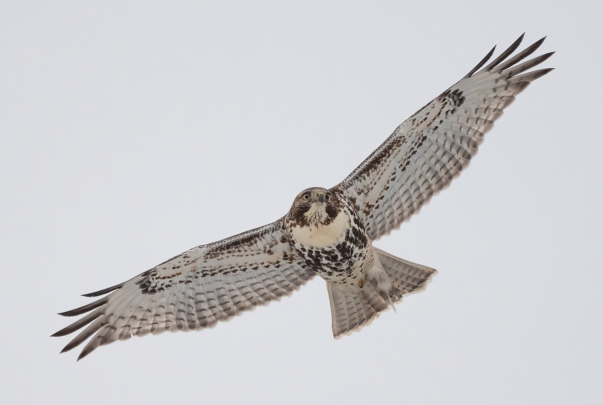 Red-tailed Hawk - ML611820961