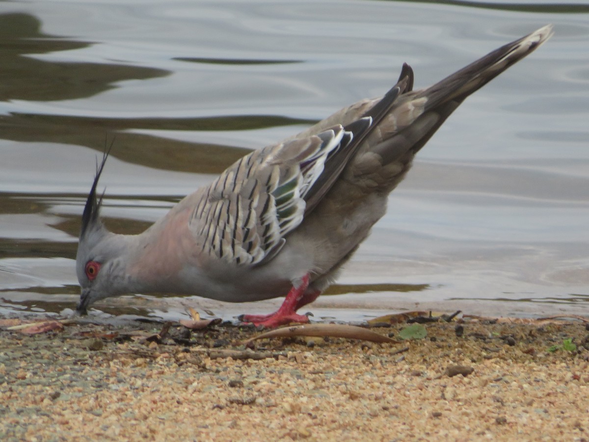 Crested Pigeon - DJ ML