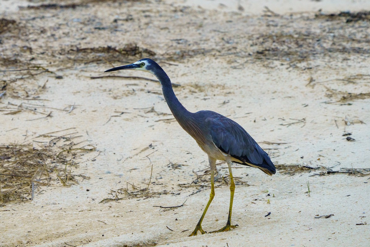 White-faced Heron - James Churches