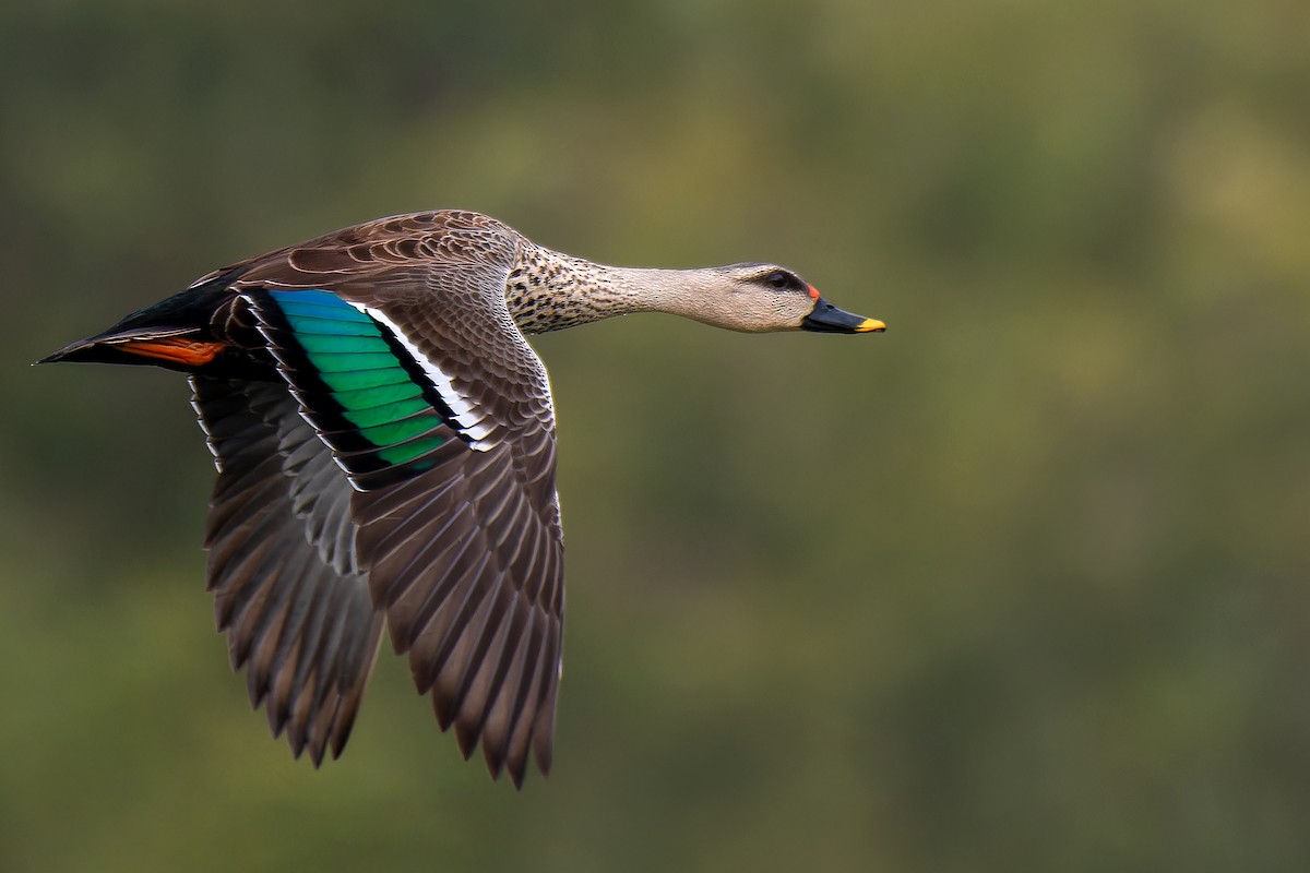 Indian Spot-billed Duck - Abhijit Mishra