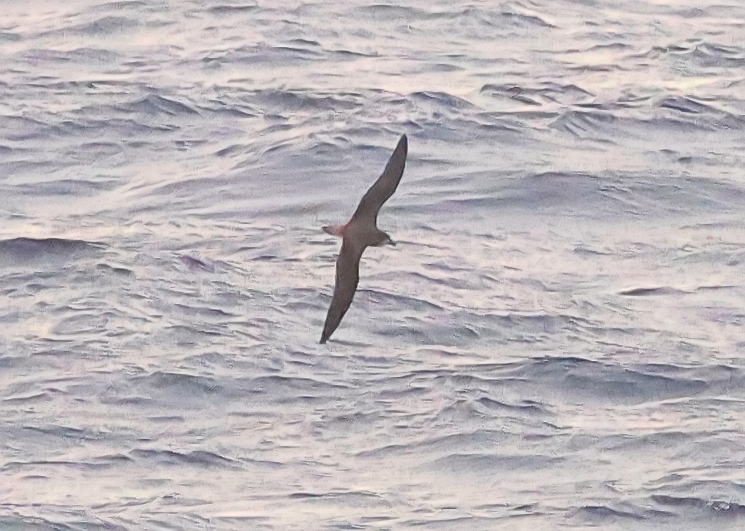 Fea's Petrel (Fea's) - ML611821424