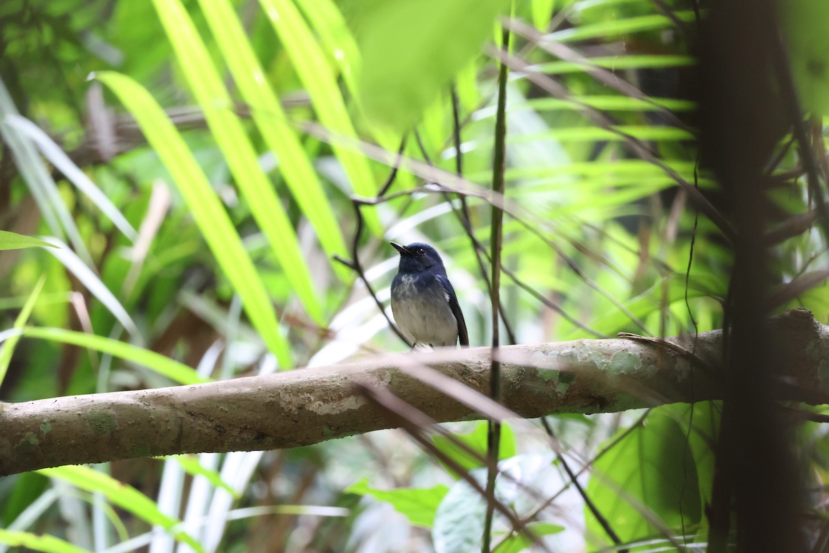 Hainan Blue Flycatcher - ML611821443