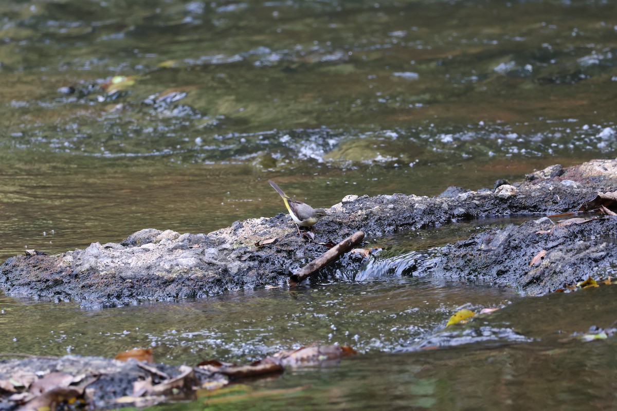 Gray Wagtail - ML611821449