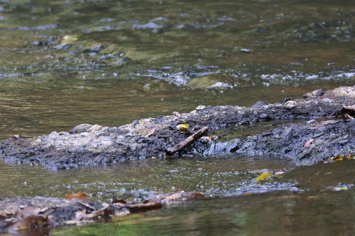 Gray Wagtail - Akekachoke Buranaanun