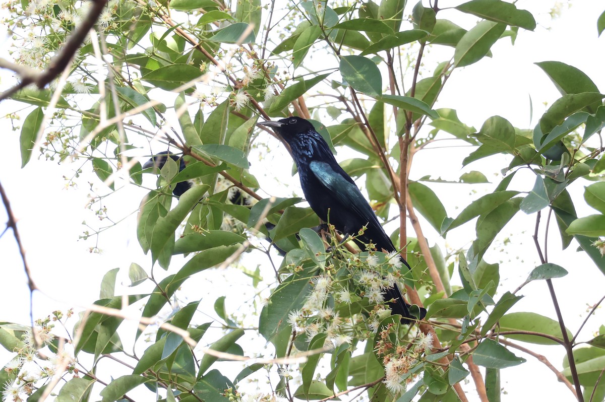 Hair-crested Drongo (Hair-crested) - ML611821453