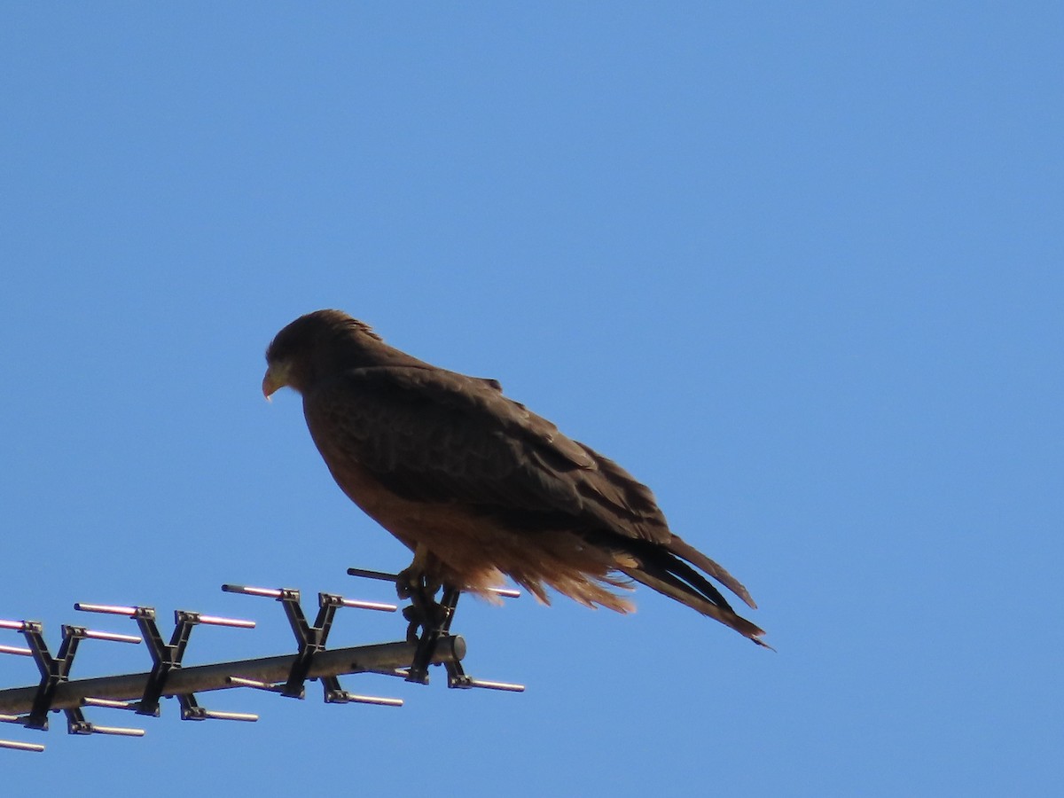 Black Kite (Yellow-billed) - ML611821458