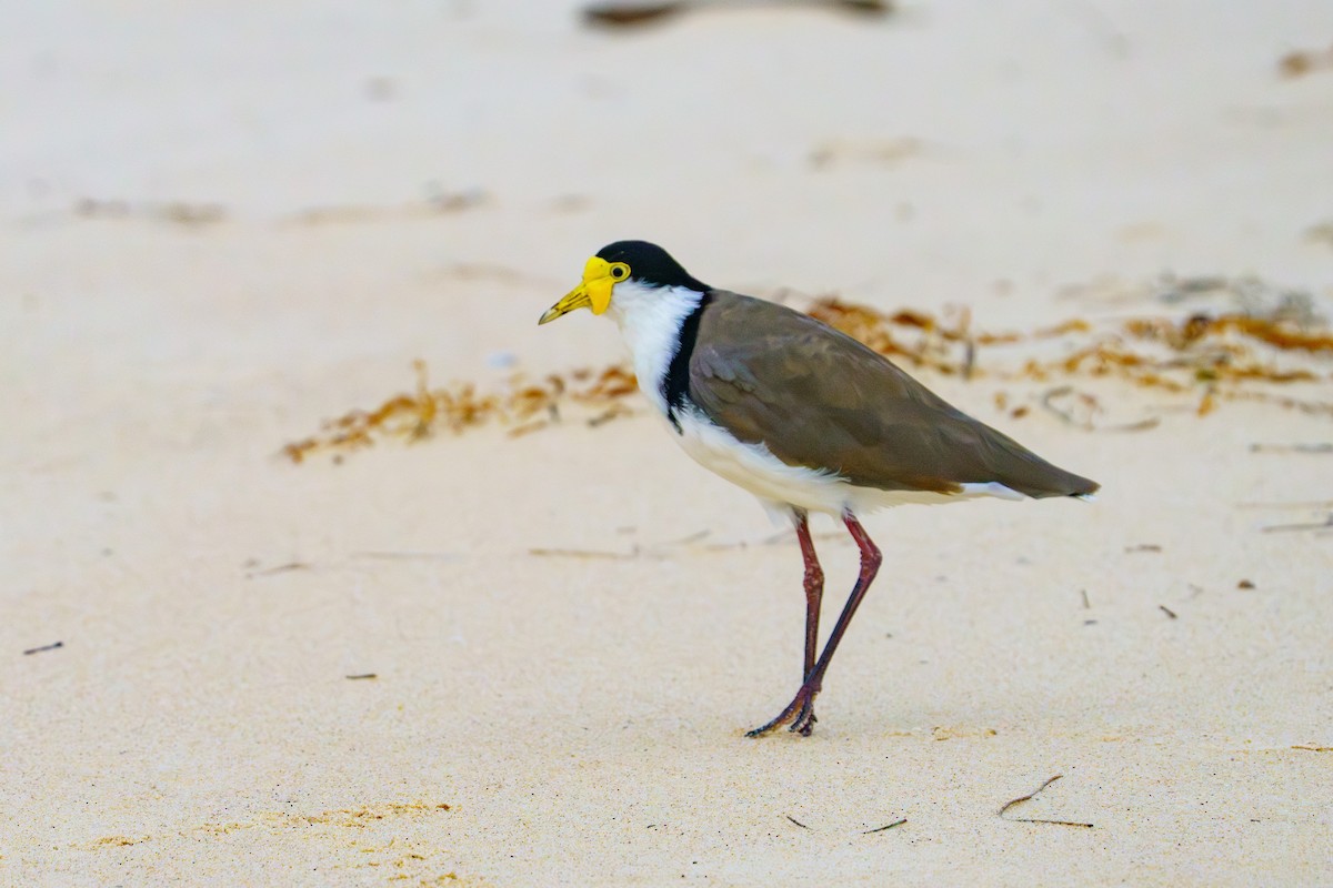 Masked Lapwing - ML611821460