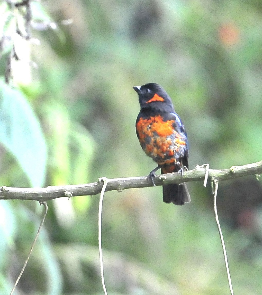Scarlet-bellied Mountain Tanager - ML611821596