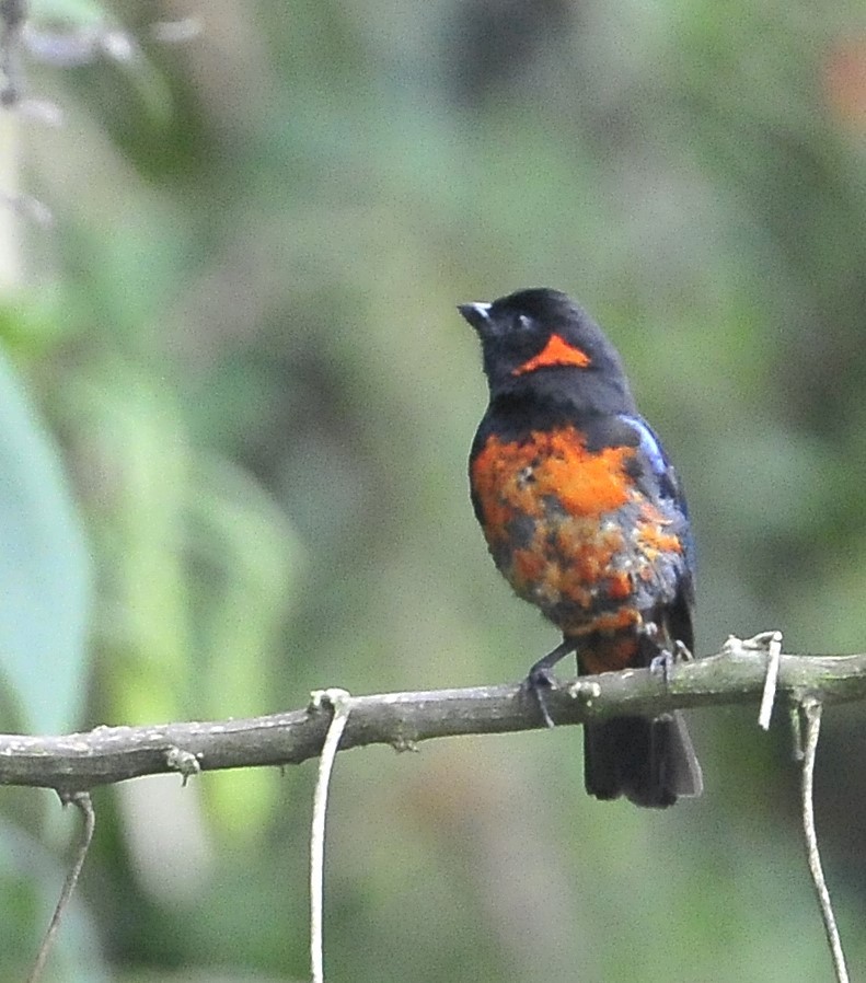 Scarlet-bellied Mountain Tanager - ML611821600