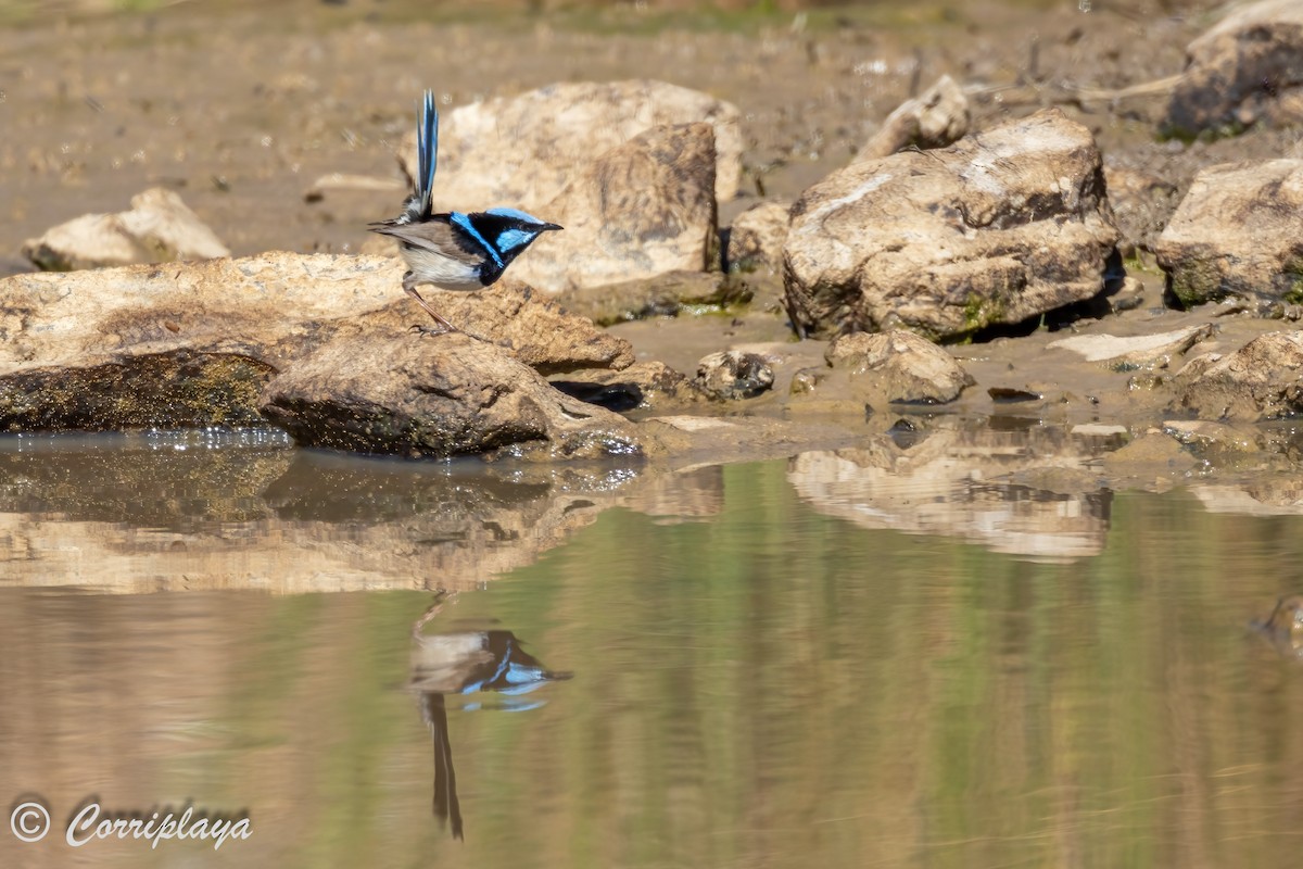 Superb Fairywren - ML611821618