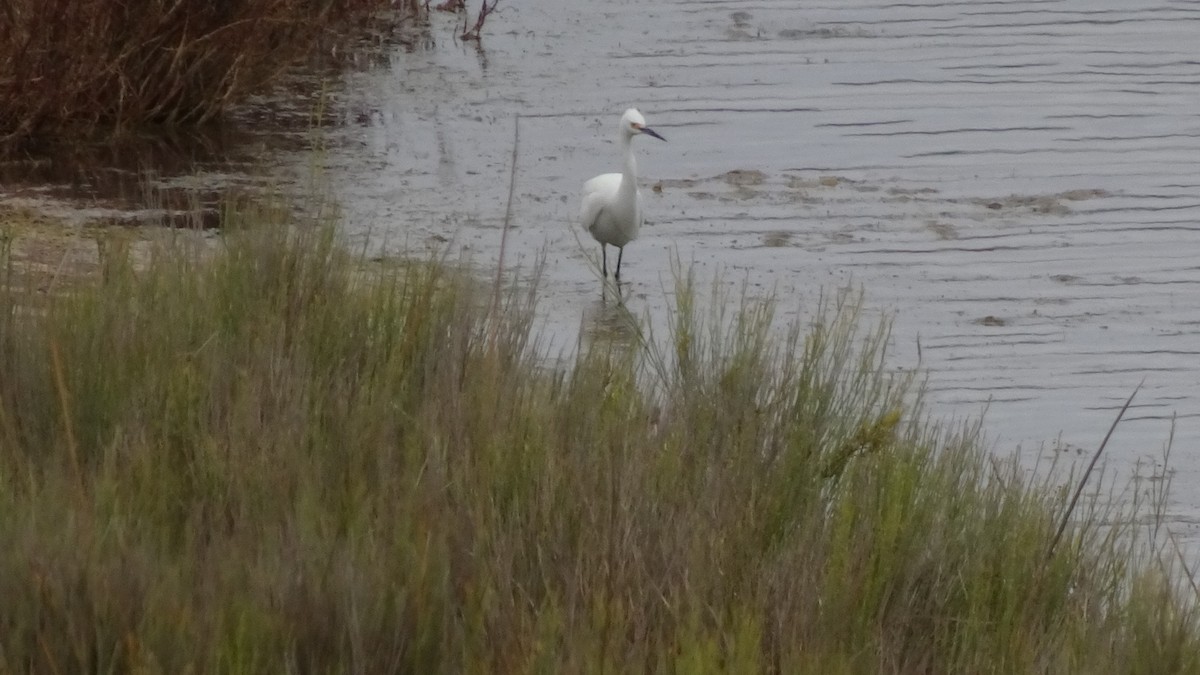 Snowy Egret - ML611821628