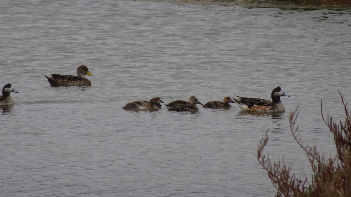 Chiloe Wigeon - Marco Antonio Guerrero R.