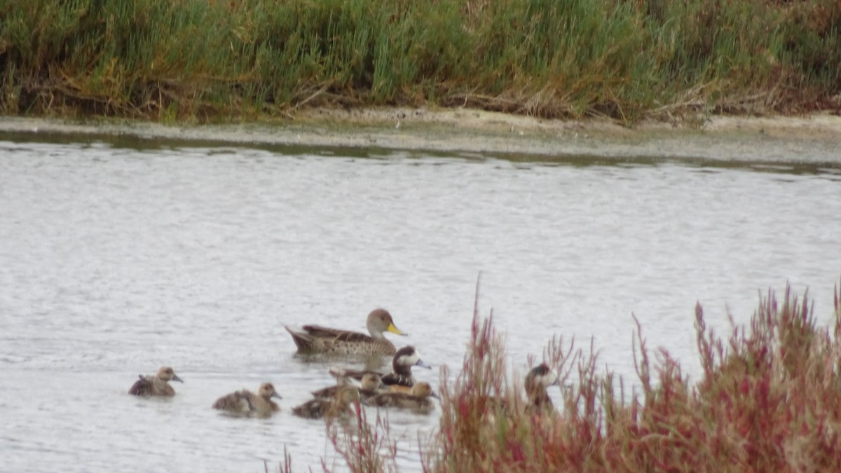 Chiloe Wigeon - Marco Antonio Guerrero R.