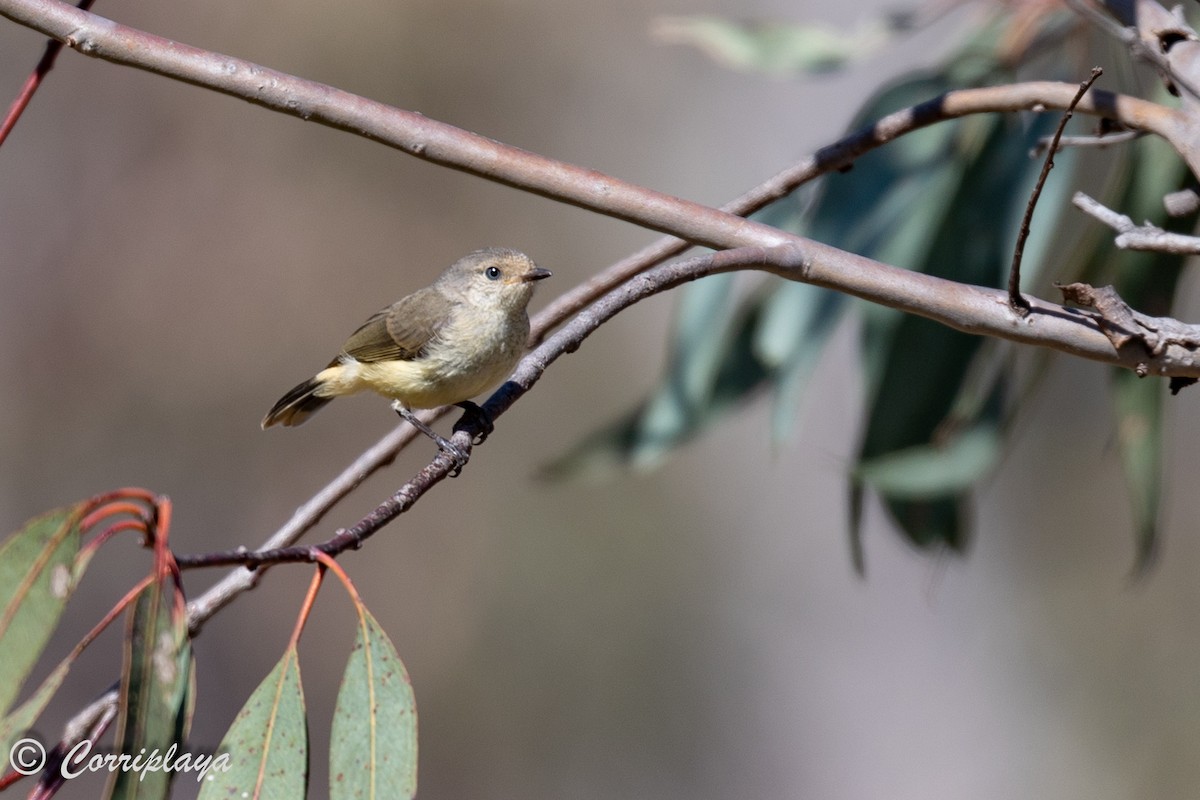 Buff-rumped Thornbill - ML611821641